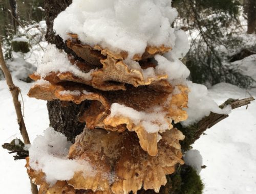 Marc Donadieu / Glacier City Gazette Snow Covered Chicken of the Woods