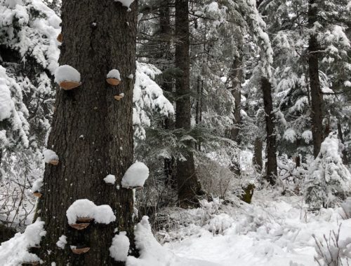 Lesley de Jaray / Glacier City Gazette Shelf fungi after a mid-April snowfall