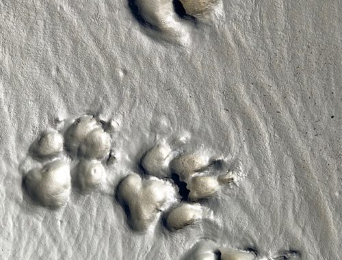 Lesley de Jaray / Glacier City Gazette Ozzy's Prints at Bird Point Contributing Photographer Lesley de Jaray captured a small scene full of texture on Bird Point's glacial mud flats.