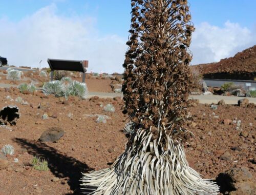 Marc Donadieu / Glacier City Gazette The silversword dramatically flowers once inits lifetime on Haleakala Peak on Maui.